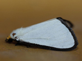 Leucovis alba